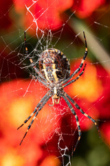 Spider called 