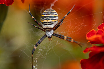 Spider called 