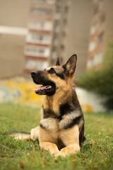 dog portrait east european shepherd german shepherd summer lies
