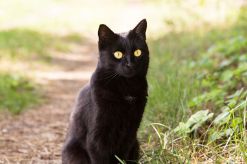 Naklejka na ściany i meble Beautiful bombay black cat portrait with yellow eyes closeup in green grass in nature in sunny day in spring summer garden 