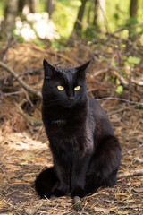 Bombay black serious cat portrait with yellow eyes sit outdoors in forest in autumn nature	

