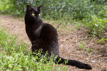 Cute bombay black cat with yellow eyes and attentive look sit in spring summer garden in green grass in nature