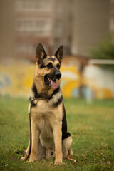 Dog portrait east european shepherd german shepherd summer sitting