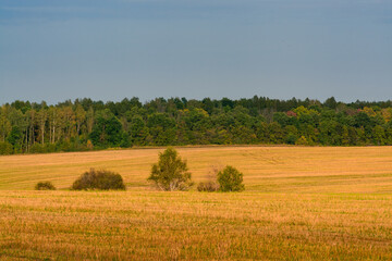 Obraz premium field of wheat in autumn
