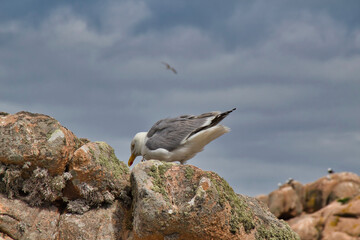 seagull on the rocks