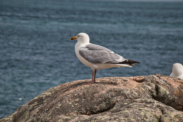 seagull on the rocks