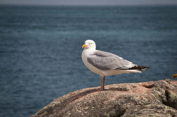 seagull on the rocks