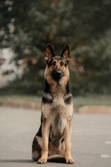 Dog portrait east european shepherd german shepherd summer sitting