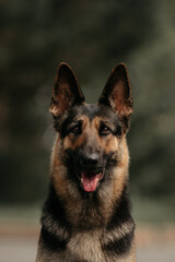 Dog portrait east european shepherd german shepherd summer close-up