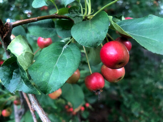 Juicy ripe little red apples hang on a branch among green leaves