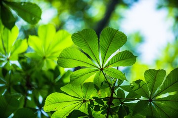 Green Leaves