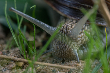Snail on the leaf