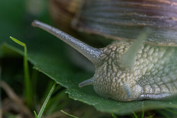 Snail on a leaf