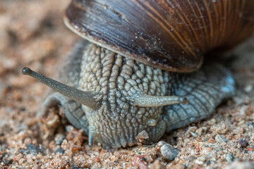 Snail on a sand