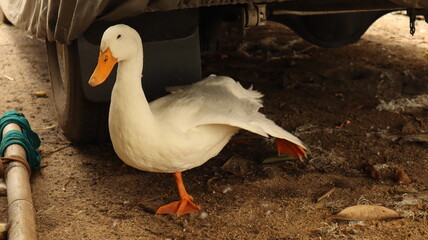White feathered duck yellow mouth black eyes standing on the ground.