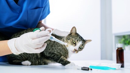 Vet surgeon. Cat on examination table of veterinarian clinic. Veterinary care. Vet doctor and cat
