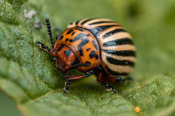 Calorado potato beetle on leaf