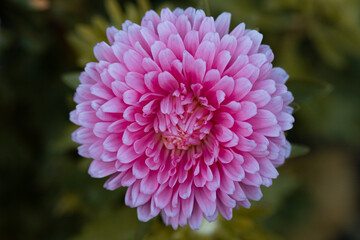 pink dahlia flower