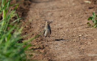 Very beautiful shot of Collared Pratincole bird on dry muddy road in the early morning ( Glareola pratincola ) endangered bird
