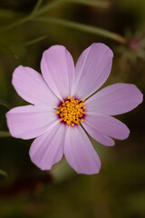 Obraz premium pink flower