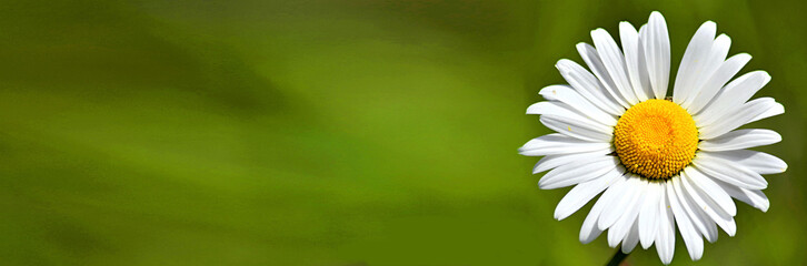 summer banner white chamomile flower on green background