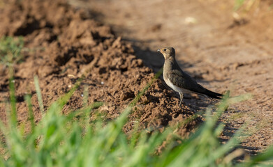 Fototapeta premium Very beautiful shot of Collared Pratincole bird on dry muddy road in the early morning ( Glareola pratincola ) endangered bird 