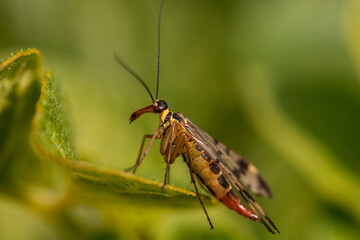 Scorpion fly on a leaf