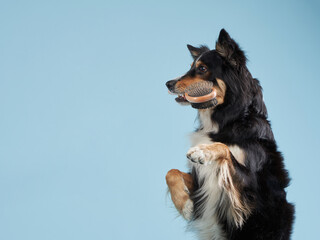 the dog holds the calculator in its teeth. Pet grooming. Border collie on blue background