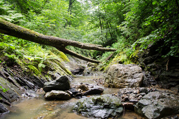 Fototapeta premium forest stream