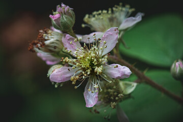 A pale pink wildflower blooming along the shoreline of Derwentwater in the Lake District.