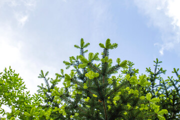 Fototapeta premium Silver fir new foliage