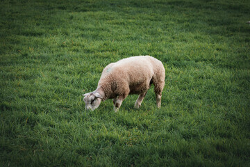 Naklejka na ściany i meble A sheep grazing in a field on the outskirts of Keswick in the Lake District.
