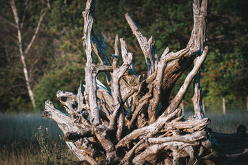 A clump of entwined tree roots found along the shoreline of Derwentwater in the Lake District.
