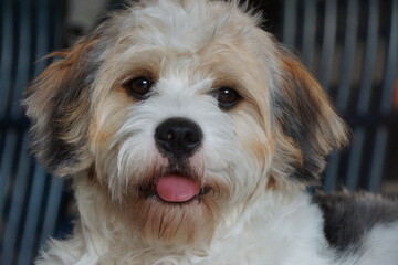 Cavachon Nahaufnahme