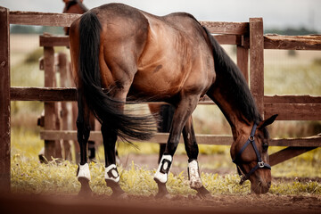 A bay horse in a halter walks in the levada.