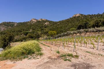 Fototapeta na wymiar Nouvelle parcelle de vigne, Massif des Maures, Var, Provence-Alpes-Côte d’Azur, France