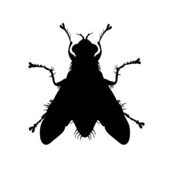Silhouette of fly insect. Vector illustration