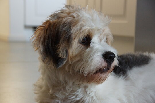 Cavachon Blick zur Seite