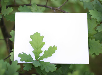 Oak leaves frame with space. Paper card mockup on a green leaves.Creative layout made of flowers and leaves with paper card note. Flat lay. Nature concept.
