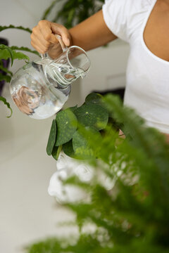 woman watering Pilea in ceramic pot at home