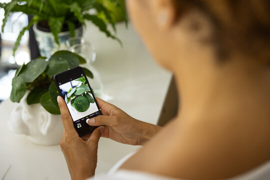 Smiling ethnic woman taking photo of Pilea on smartphone