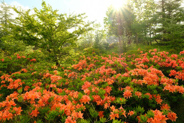 美ケ原のレンゲツツジ