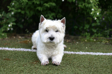 West Highland White Terrier Dog sitting on the grass