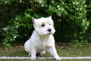 West Highland White Terrier Dog sitting on the grass