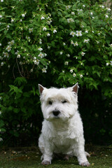 West Highland White Terrier Dog sitting on the grass