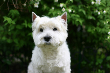 West Highland White Terrier Dog sitting on the grass