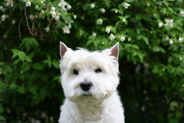 West Highland White Terrier Dog sitting on the grass
