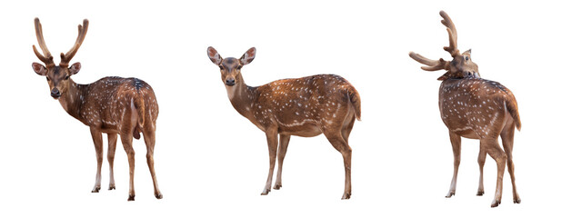 set style of Spotted deer,Cute spotted fallow deer isolated on the white background.