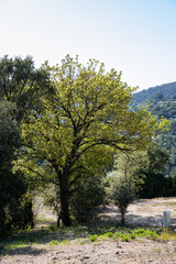 Bio diversité sur une parcelle agricole, Massif des Maures, Var, Provence-Alpes-Côte d’Azur, France