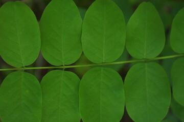 Jasnozielone liście